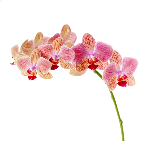 Orchidée rose sur fond blanc — Photo