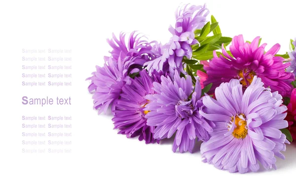 Aster blommor bukett — Stockfoto