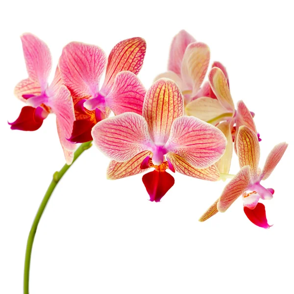 Рожева орхідея на білому тлі Стокове Фото