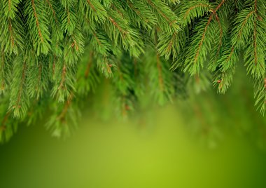 Noel ağacı arka plan Şubesi