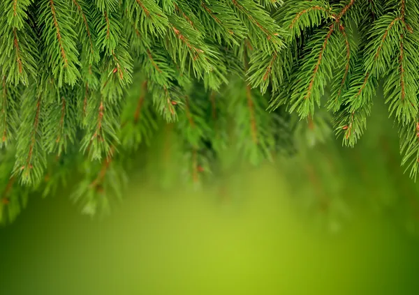 Branch of Christmas tree background — Stock Photo, Image