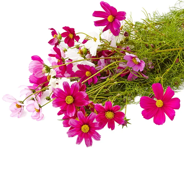 Bouquet of pink cosmos flower isolated on white — Stock Photo, Image