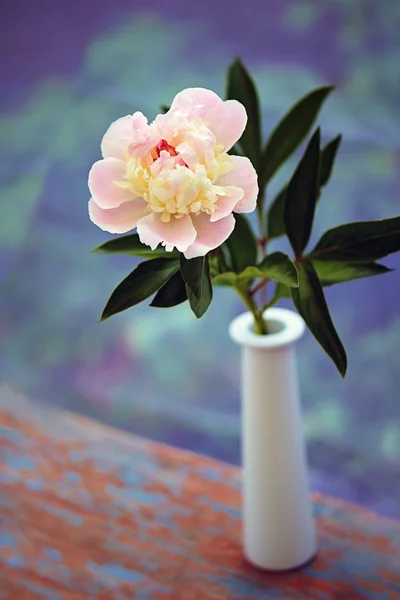 Peonia rosa — Foto Stock