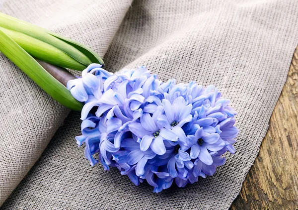 Hyacinth on wooden background — Stock Photo, Image