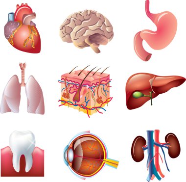 Human body parts detailed set clipart