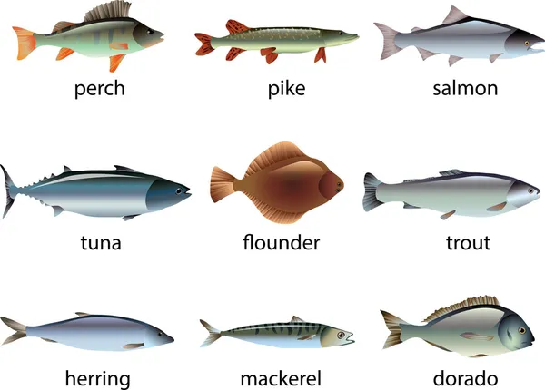 Fisch fotorealistisches Set — Stockvektor