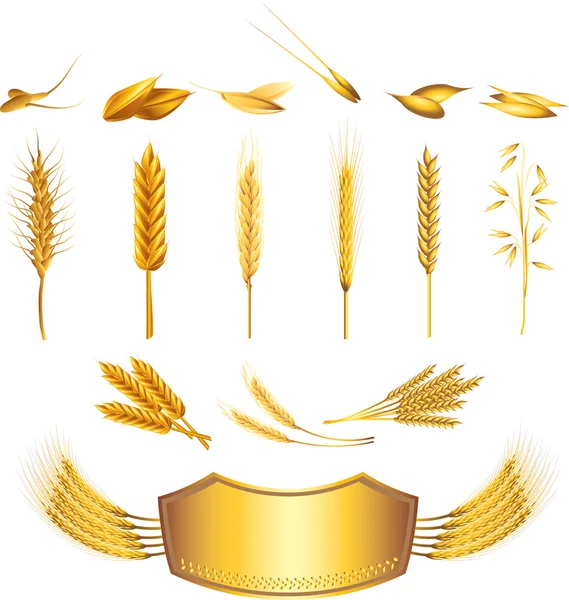 Wheat photo-realistic set — Stock Vector