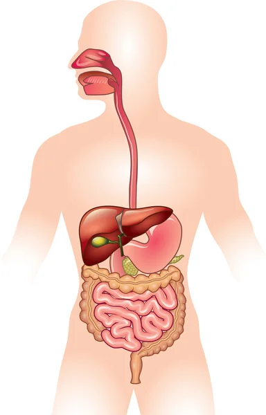 Ilustración del vector del sistema digestivo humano — Vector de stock