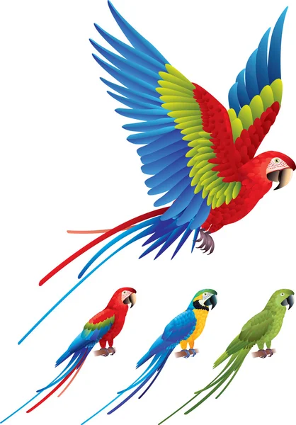 Macaw papagaio abriu asas e árvore sentado Aras — Vetor de Stock