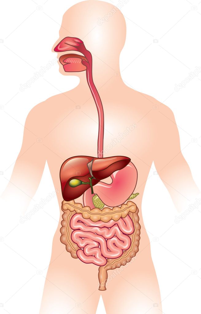 Human digestive system vector illustration