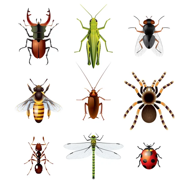 Ensemble d'insectes sur fond blanc — Image vectorielle