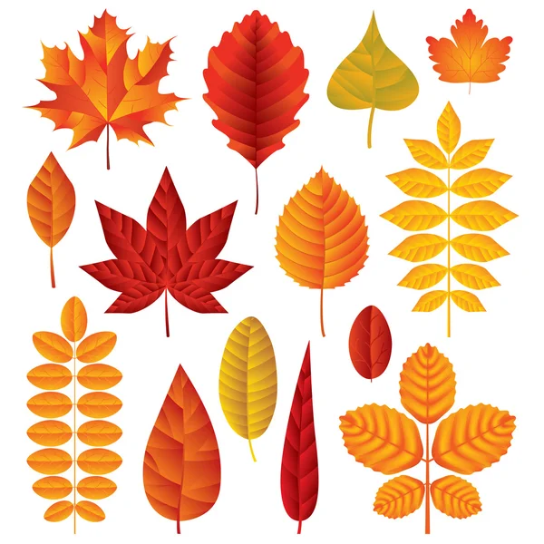Векторный набор осенних листьев — стоковый вектор