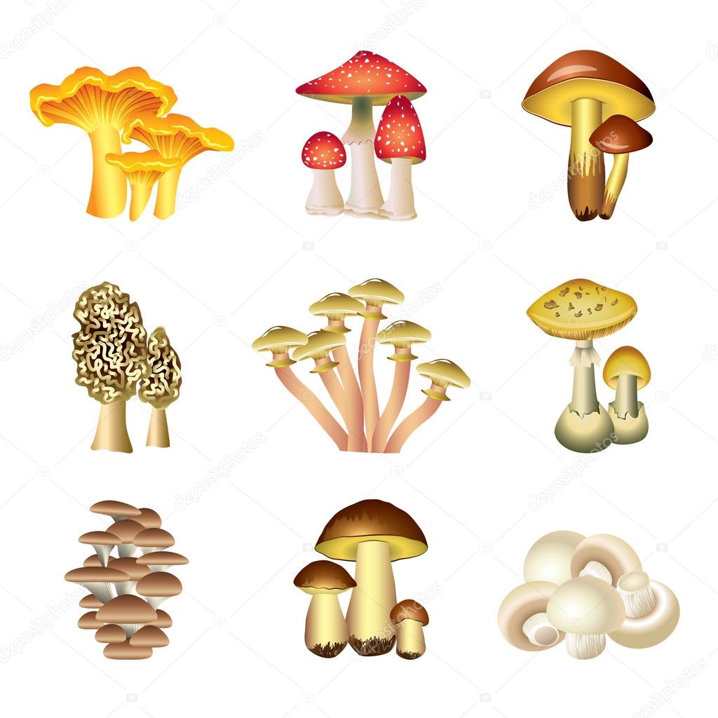 Mushrooms isolated on white vector set