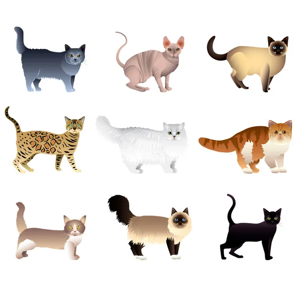 Katten geïsoleerd op witte vector set — Stockvector