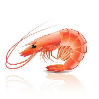 Cooked shrimp isolated on white clipart