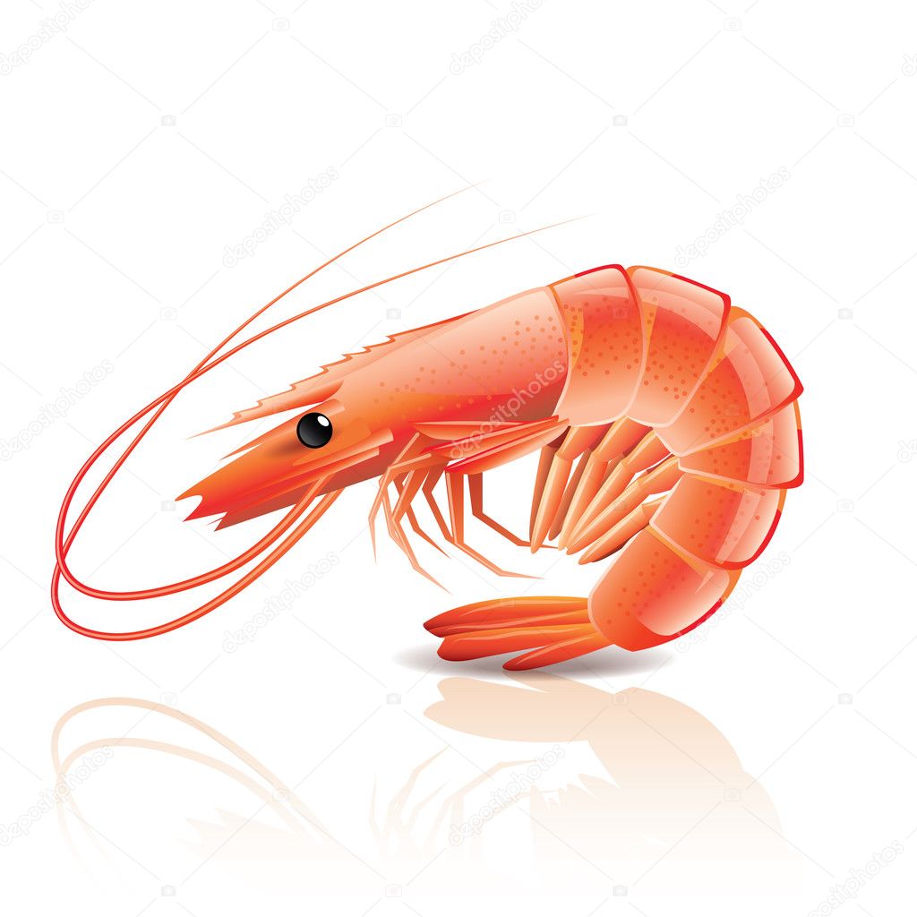 Cooked shrimp isolated on white