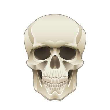 İnsan kafatası vektör çizimi