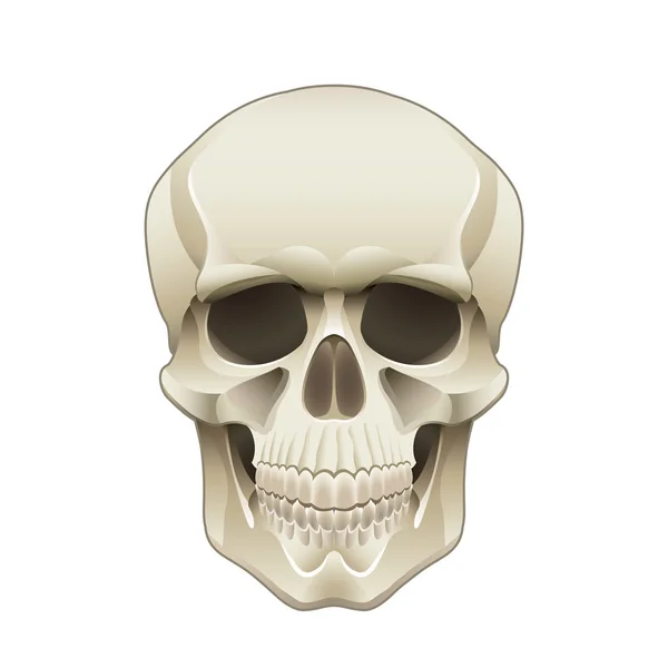 Illustratie van de menselijke schedelvector — Stockvector