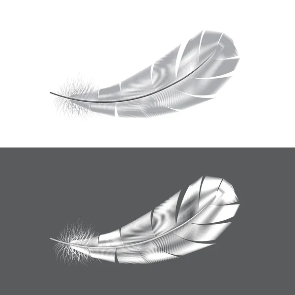 Illustration vectorielle plumes grises et blanches — Image vectorielle