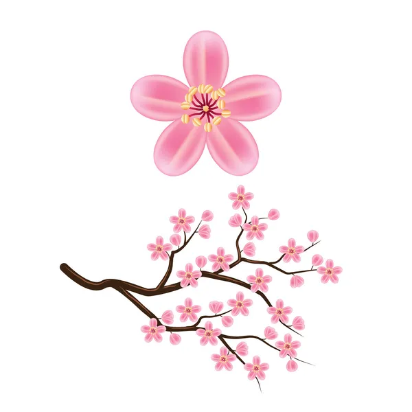 Blooming cherry branch vector illustration — Stock Vector