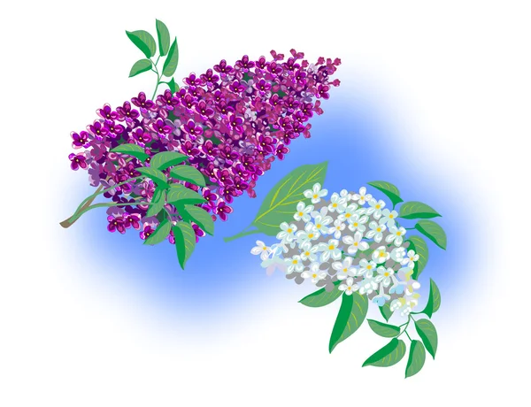 Dos hermosas ramas de lila — Vector de stock
