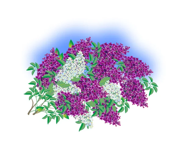 Hermosa lila Bush — Vector de stock