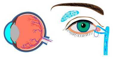 Structure of eyeball and localization lachrymal gland clipart