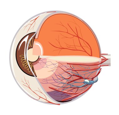 Vector image of eyeball anatomy clipart