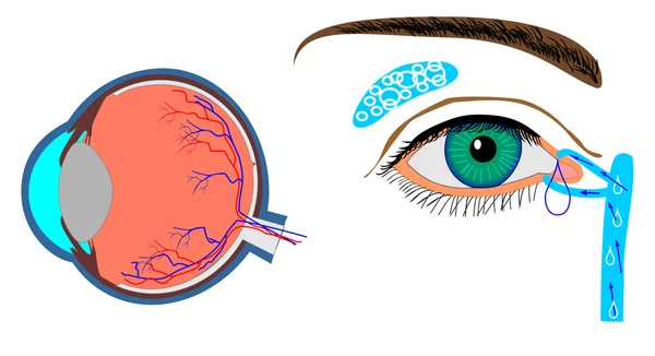 Estrutura do globo ocular e localização glândula lacrimal —  Vetores de Stock