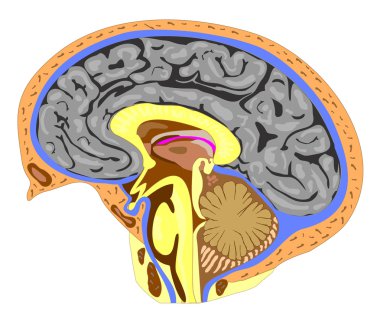 Anatomy of the brain (side view) clipart