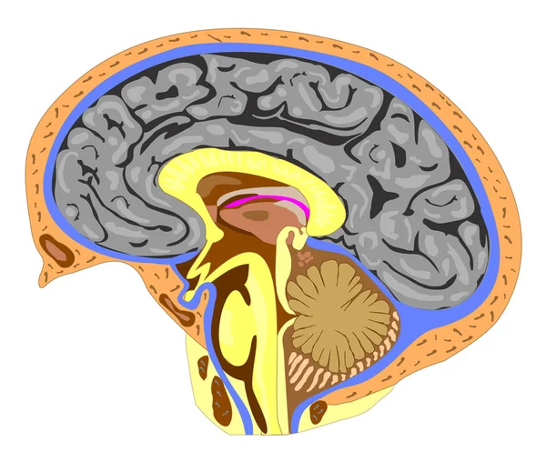 (横から見た図の脳の解剖学) — ストックベクタ