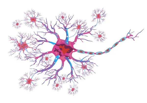 Schematic illustration of the neuron — Stock Vector