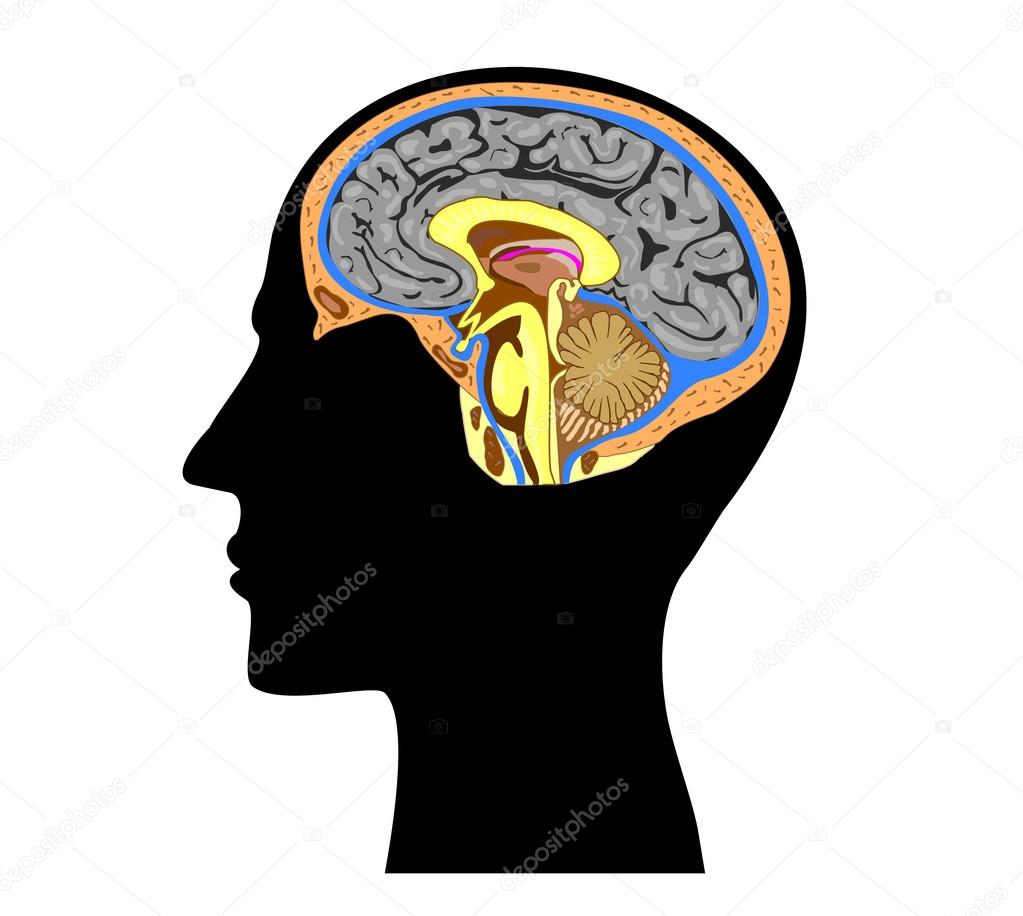 Silhouette of a human head with brain anatomy inside