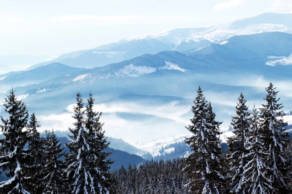 Krásné zasněžené vrcholky Karpat — Stock fotografie
