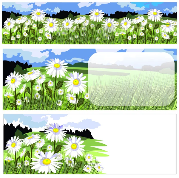 Banners and backgrounds with beautiful chamomile meadow — Stock Vector