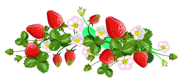 Vector isolated strawberries — Stock Vector