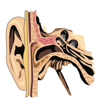 insan kulak anatomisi