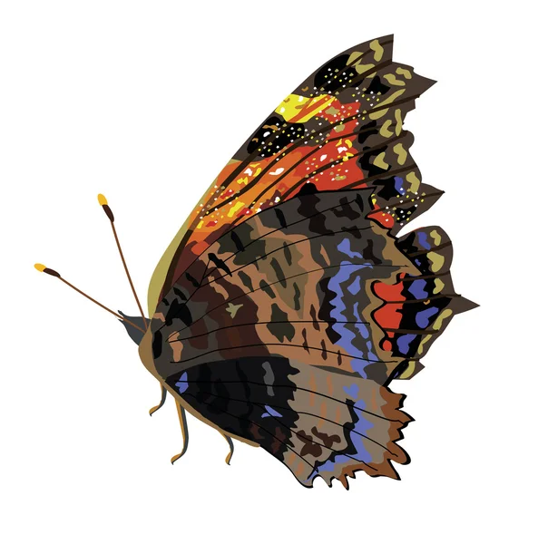 아름 다운 고립 된 어두운 나비 — 스톡 벡터