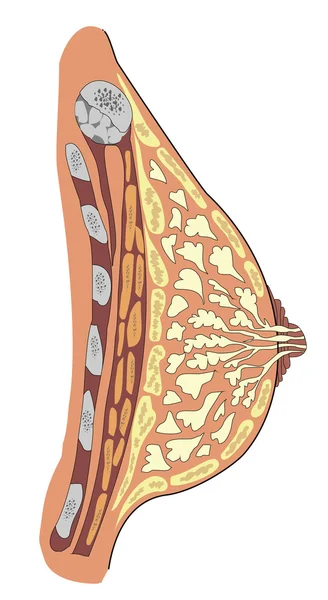 Anatomy of female breast — Stock Vector