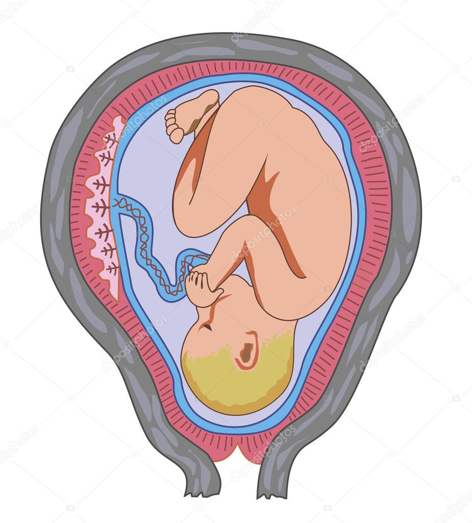 Fetus in mother's womb