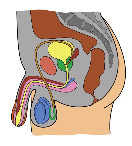 Erkek genital sistemi anatomisi — Stok Vektör