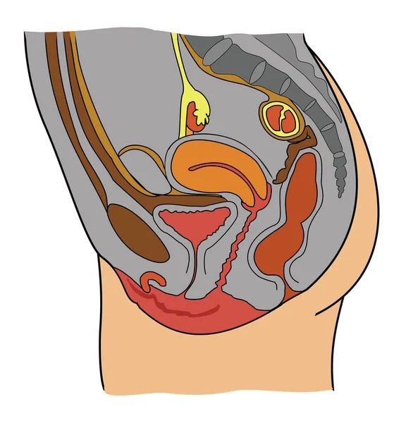 Anatomy of female reproductive system — Stock Vector