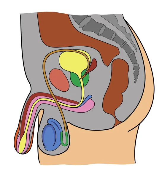 Anatomía del sistema genital masculino — Vector de stock