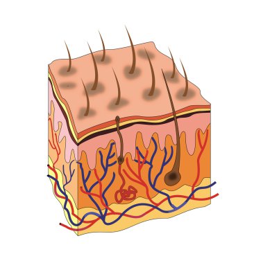 Deri anatomisi