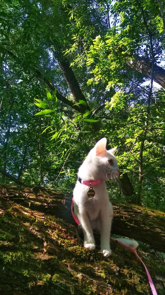 Een Witte Reizende Kat Zit Een Boom Bergen — Stockfoto