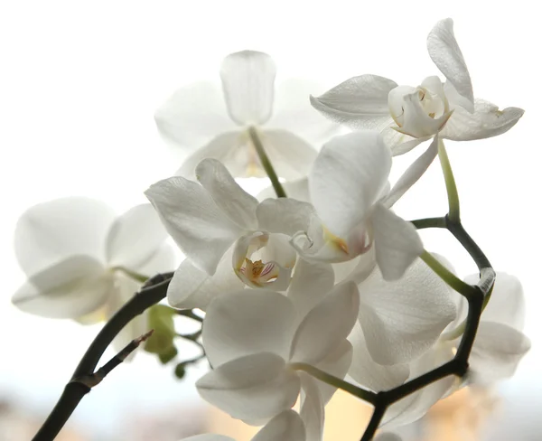 Bílé květy orchidejí na bílém pozadí — Stock fotografie