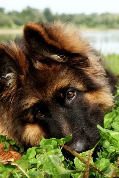 Alemanha cão pastor — Fotografia de Stock