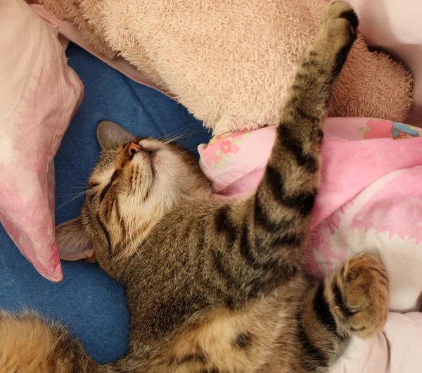 Gato acostado en la cama —  Fotos de Stock