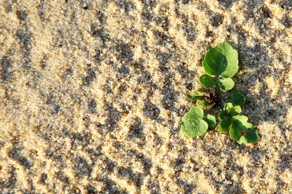 Pflanze am Strand — Stockfoto
