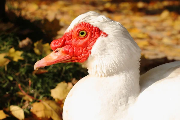 Erpel oder Ente — Stockfoto